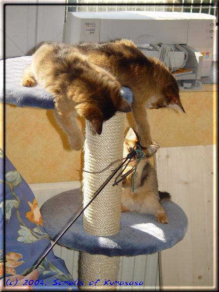 Dangling cats