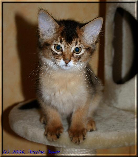 Somali cat Int.Ch. Crazy of Candymoor