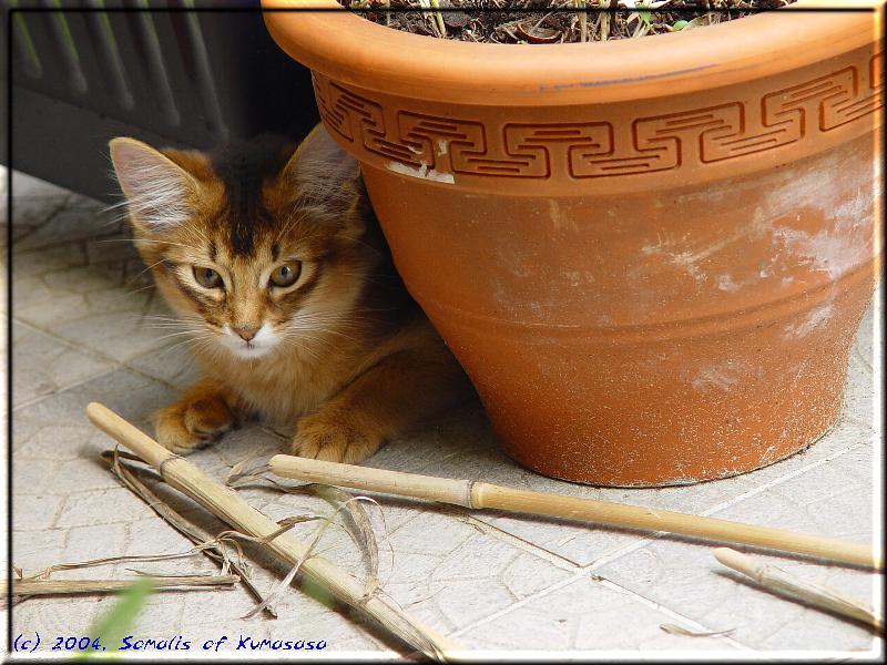 Crazy helps peeling bamboo rods