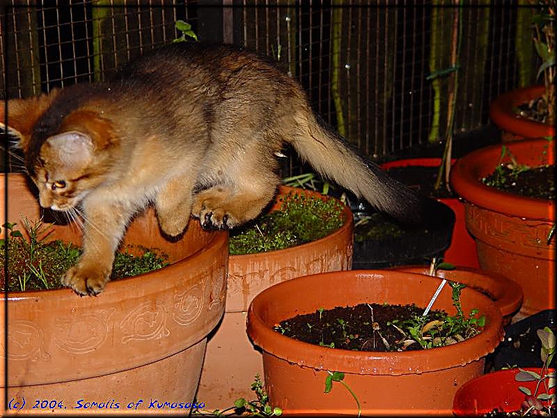 Crazy die Wasserkatze