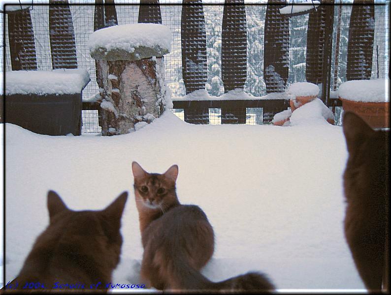 Erwartungsvoll schaut Crazy ob die zwei Jungs mit in den Schnee kommen …
