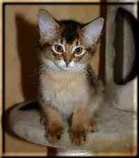 Somali-Katze Int.Ch. Crazy of Candymoor