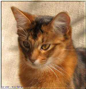 Somali cat Crazy of Candymoor