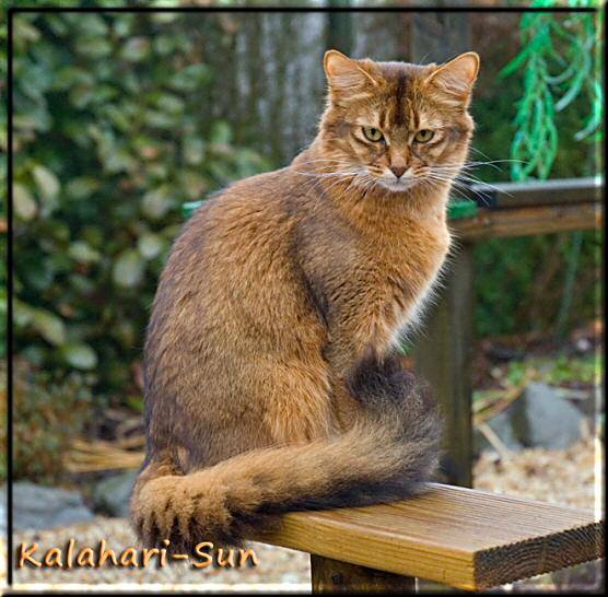 Ch. Delilah of Kalahari-Sun (Foto: Elke Ondrusch)