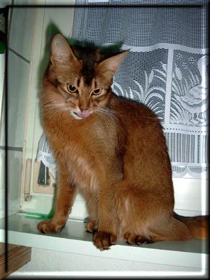 Somali cat CFA-Ch. Fayda's Gladys of Mojana (Photo: Anja Jacob)