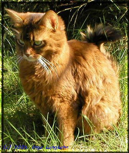 Somali cat GEC + TICA-GRC Foxgarden's Guinan