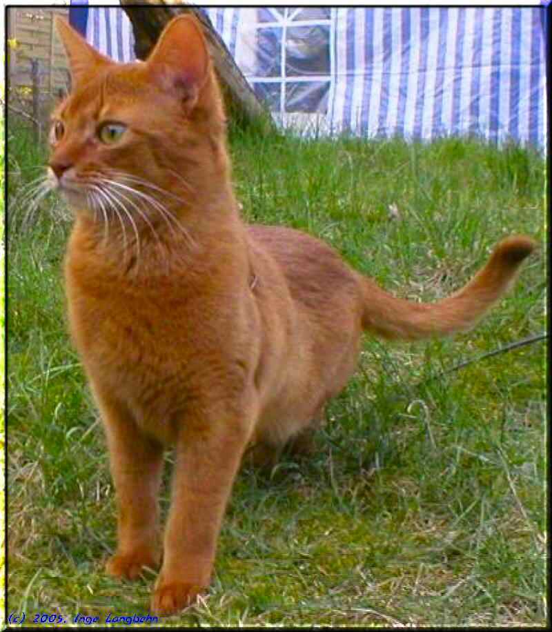 Abyssinian male Ch. Foxgarden's Harry Potter