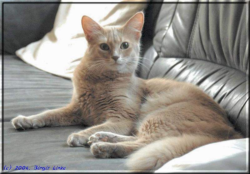 Somali cat Purrkin's Belissima (Photo: Birgit Linke)