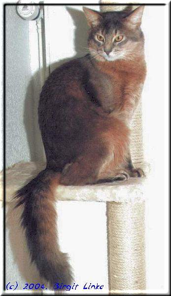 Somali-Kater Purrkin's Bluebear (Foto: Birgit Linke)