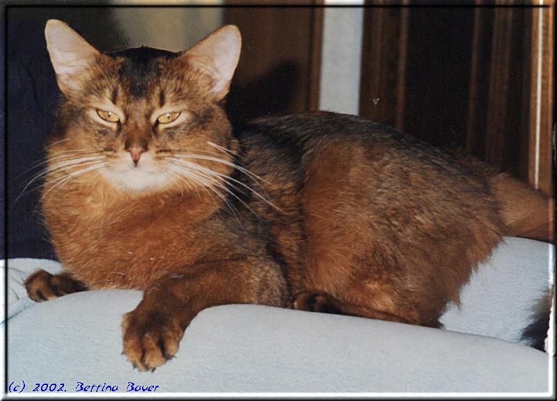 Male Somali cat World Ch. Scheriat-El-Kebir Ischtar (Photo: Bettina Bauer)