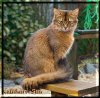 Delilah of Kalahari-Sun (Photo: Elke Ondrusch)