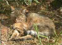 African wild cat