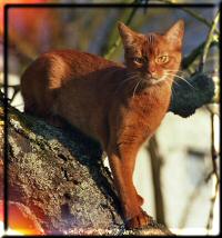 Abyssinian cat Eur.Ch. Karatoya's Gameela (Photo: Alice Rosol)