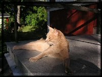 Abyssinian stud Ch. S*Maghreb's Enzo (Photo: Maria Christiernin)