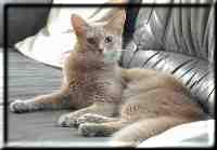 Somali cat Purrkin's Belissima (Photo: Birgit Linke)