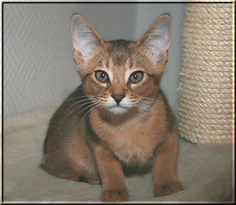 Abyssinian cat Villkatten's Electra in the age of 12 weeks