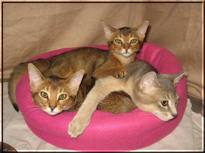 Electra and her brothers at cat show in Oslo