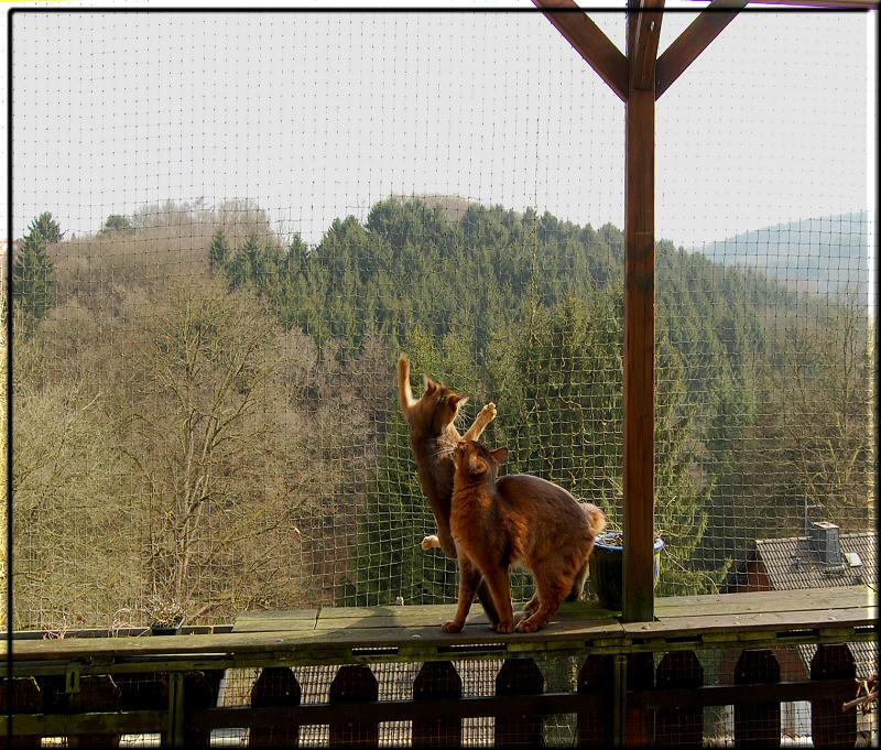 Elli climbing at the cat net