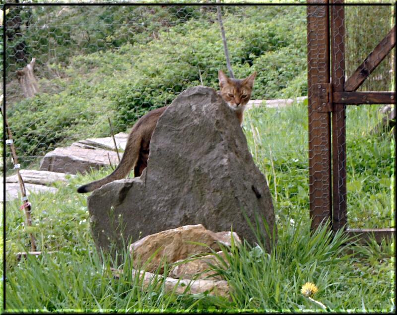 Elli on the stone