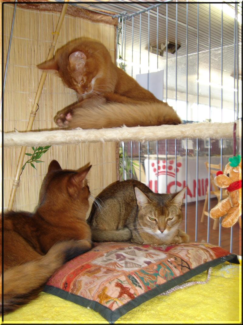 Elli, Roma and Habanero on cat show in Waldbröl