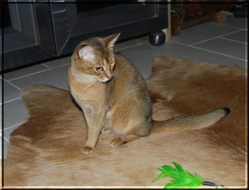 Elli and the feather toy