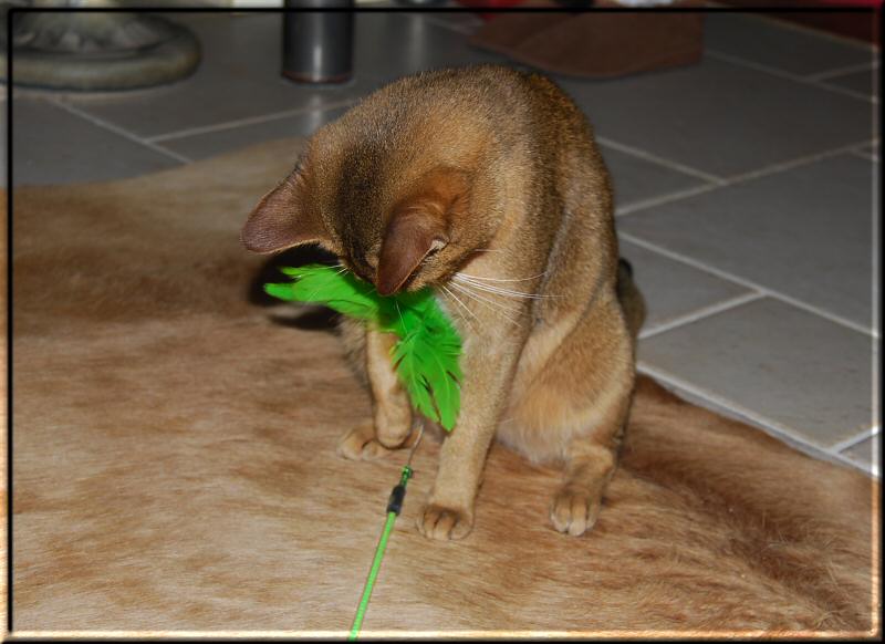 Elli and the feather toy