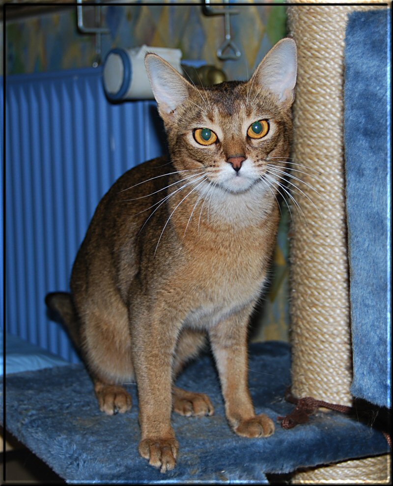 Elli on scratching post