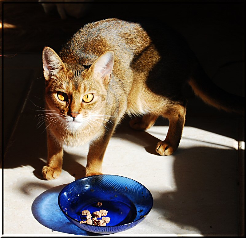 Futterneid