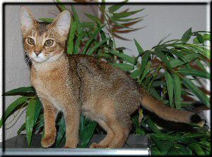 Abyssinian cat (N) Villkatten's Electra