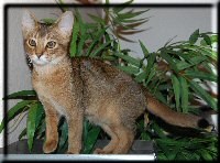 Abyssinian cat (N) Villkatten's Electra
