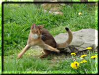 Adventure in the outside enclosure