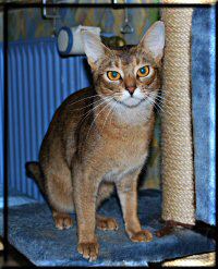 Elli on scratching post