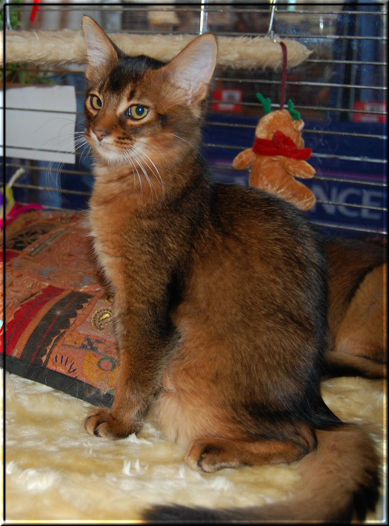 Habanero's first cat show