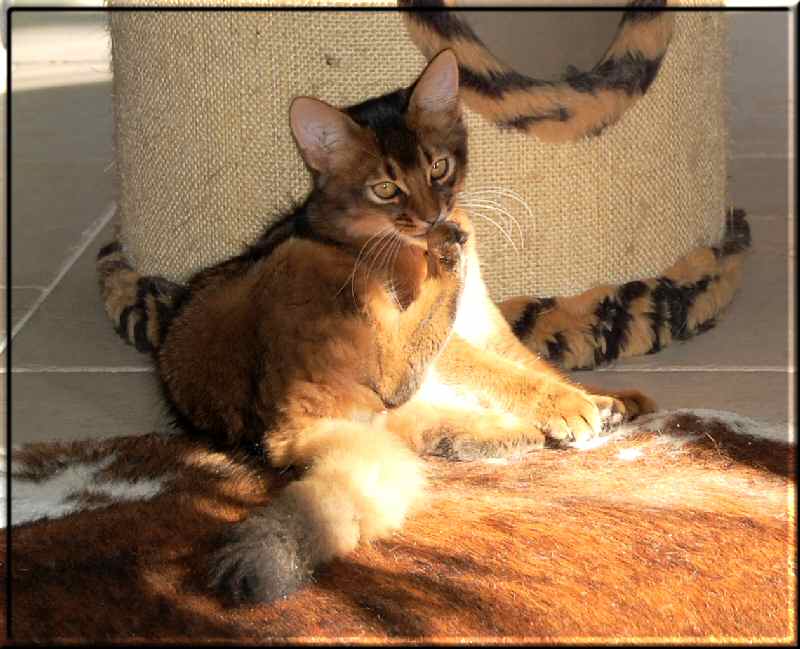 Habanero cleaning his feet in the morning sun