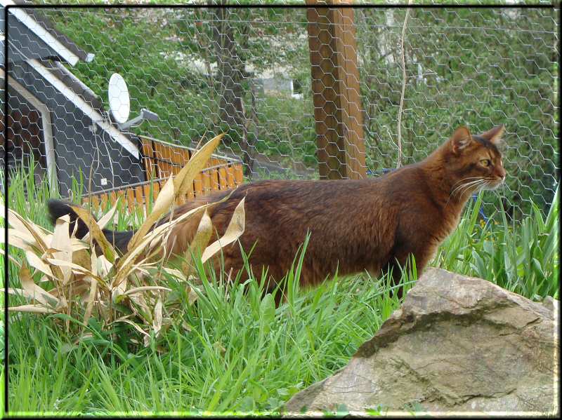 Habanero in the outside enclosure