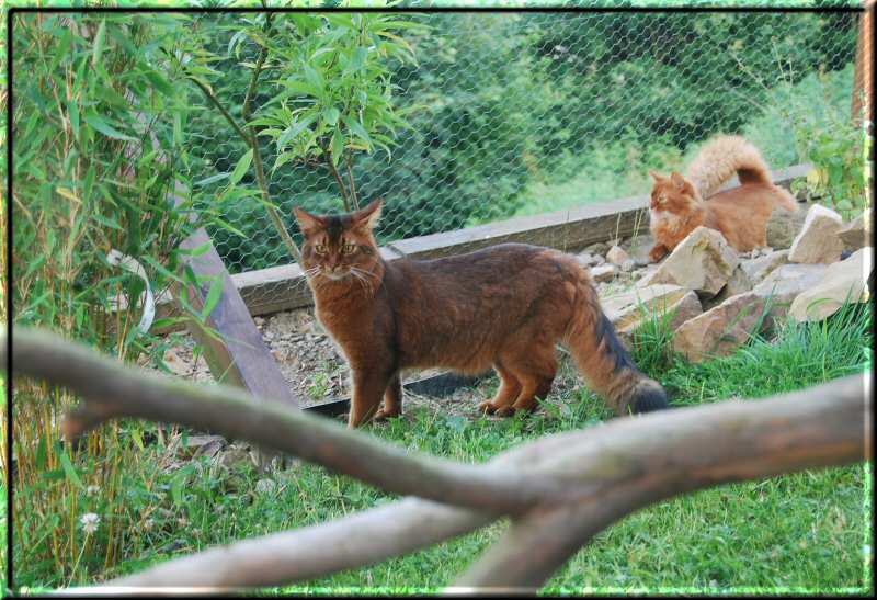 Habanero und Kissy in the outside enclosure
