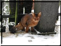 Habanero im ersten Schnee