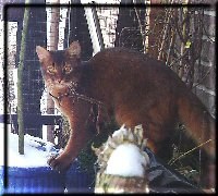 Habanero again in snow