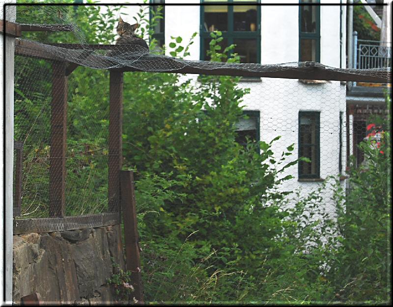 Fritz on enclosure fence