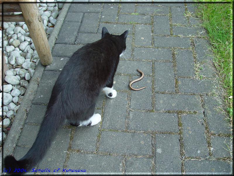 House cat Würmchen with captured blindworm