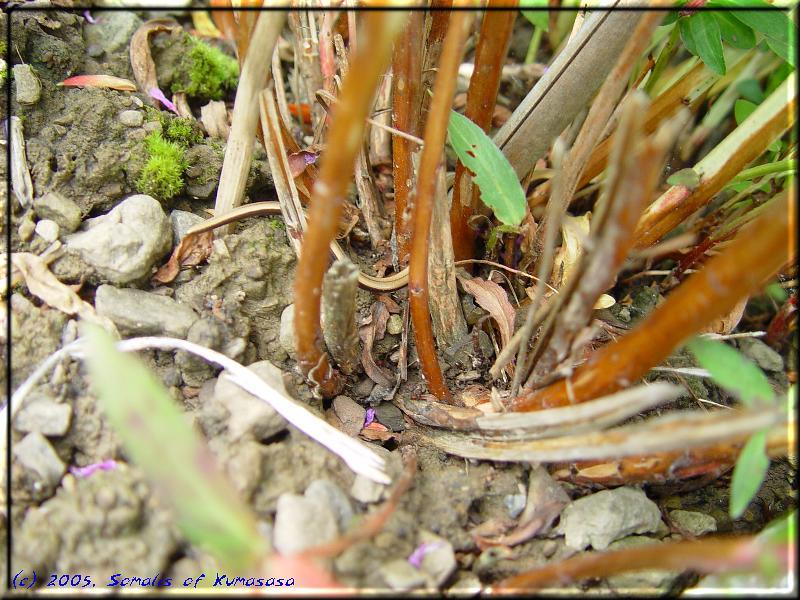 Slow worm (Anguis fragilis)