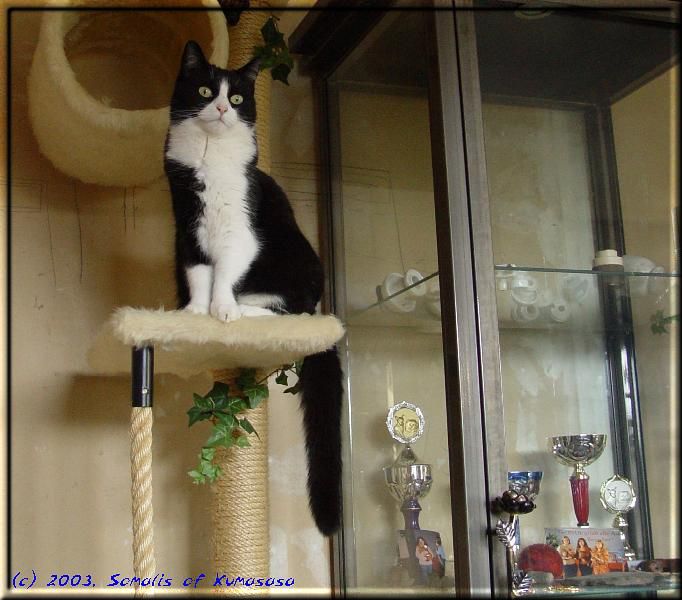 Würmchen stands sentinel over the trophys of the Somalis