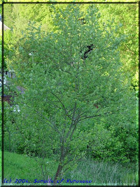 Würmchen im Baum