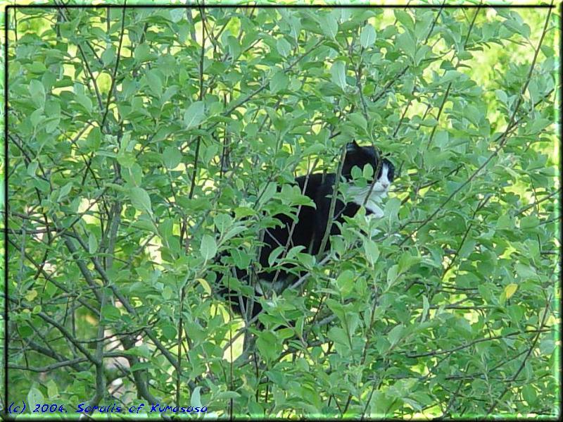 Würmchen im Baum