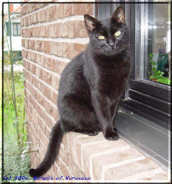 Henry the stray cat fetches his feeding