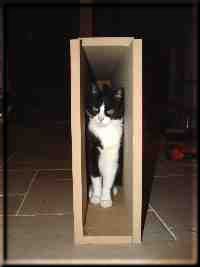 Wie kam die Katze in die Kiste ? Rückwärtsgang ?