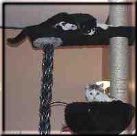Unsere Hauskatzen Würmchen und Mary