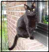 Henry the stray cat fetches his feeding