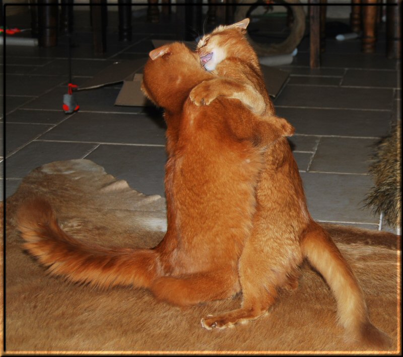 Cats dancing