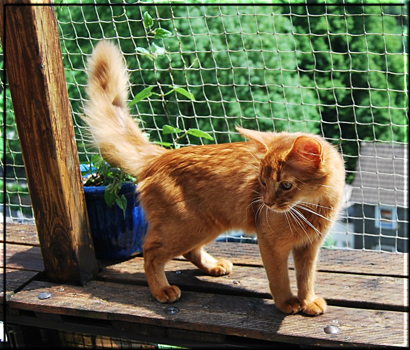 Ivy auf dem Balkon